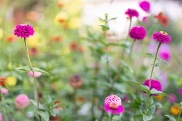 Close up photo of beautiful, gorgeous, fuchsia flowers on summer garden, focus on blossom head