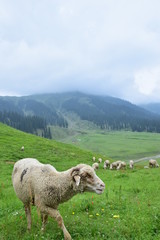 Fototapeta premium sheep in mountains