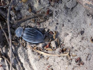 Big ground beetle, Namibia