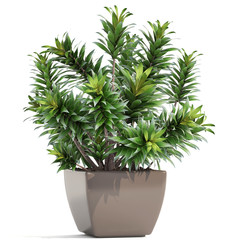 Dracaena in pot