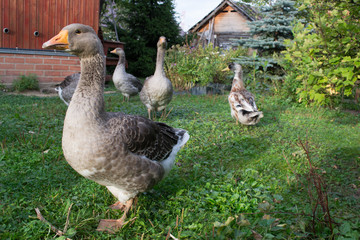 Geese and a  duck