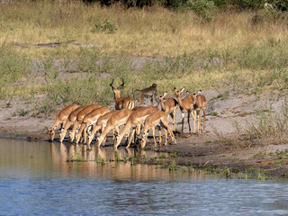 Impala herd, Aepyceros melampus, drinks from the lake, Bwabwata reservation, Namibia