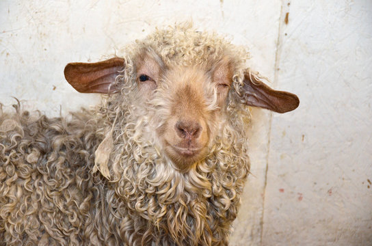 close up of winking female sheep with matted curly wool