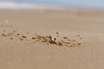 crab on sand