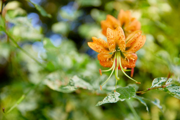 orange lily flower in the garden