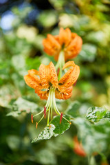 orange lily flowers on green