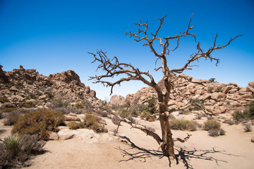 Joshua tree park, Hidden valley and its hidden treasures. 