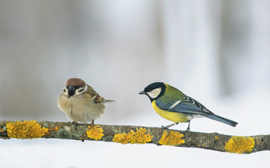 Fototapeta premium two funny birds Sparrow and tit sit on a branch in the winter holiday Park