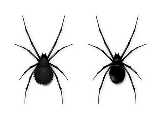Obraz premium Set Black spider isolated on white background. Realistic vector illustration of black spider.