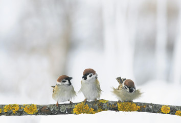 three funny Sparrow birds are sitting on a branch in the winter holiday Park