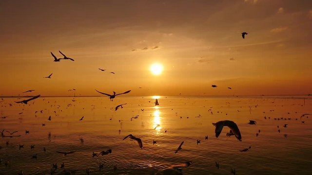 Slow Motion Seagulls Flying Above Sea At Sunset.