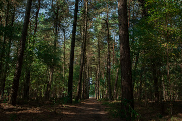 Fototapeta na wymiar Tall tree's gathered in the woods of Prinsenpark Belgium