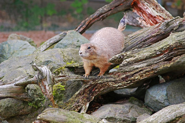 prairie dog on a rotten tree trunk