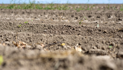 agricultural soil for planting