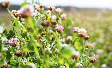 field clover blooms