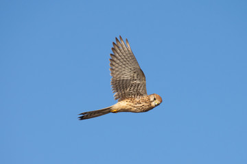 Fliegender Merlin auf Beutesuche, Büsum, Schleswig-Holstein, Deutschland 