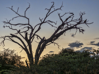White-backed vulture, Gyps africanus, sitting in the evening on a dry tree,  in Bwabwata, Namibia