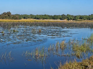 Flowering lilies in Bwabwata, Namibia