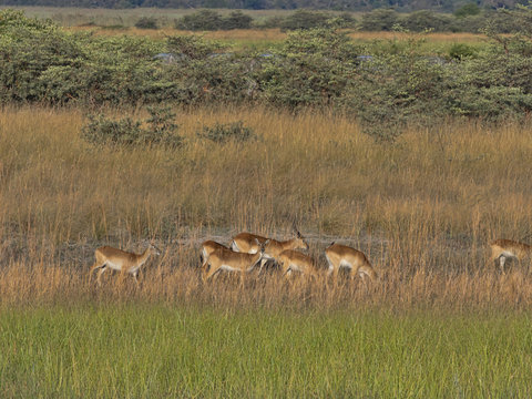 Herd Southern lechwe, Kobus leche, in tall grass, at Lake Horseshoe in Bwabwata, Namibia
