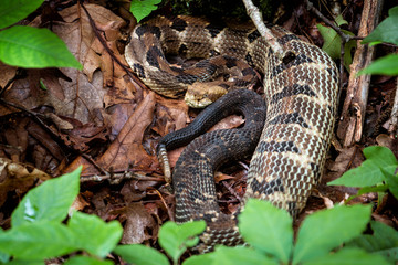 Timber Rattlesnake well fed 