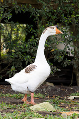 White goose walk on green grass background