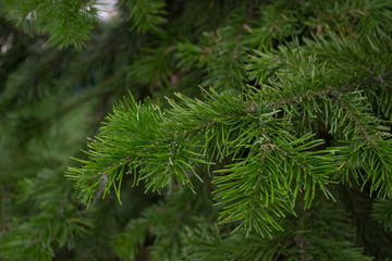 Fototapeta na wymiar Pine branch