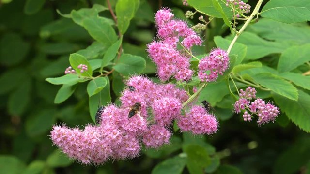 Pink wild flowers grow in a pile. Latin: Spirea densiflora, Spiraea Thale. Bees and flies pollinate flowers. 4K Macro