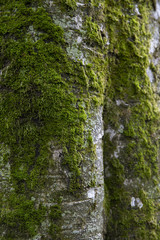 moss in a tree park