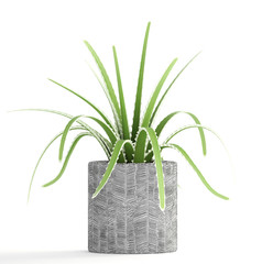 Aloe vera on a white background