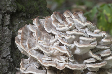 Grifola frondosa