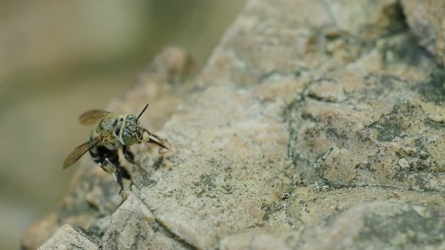 Blue-banded Bee sucking minerals on rock streams. 