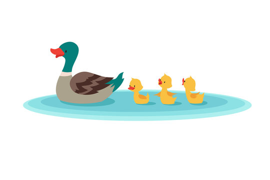 Mother duck and little ducks in water. Ducklings swimming in row. Cartoon vector illustration. Duckling bird animal on landscape water pond