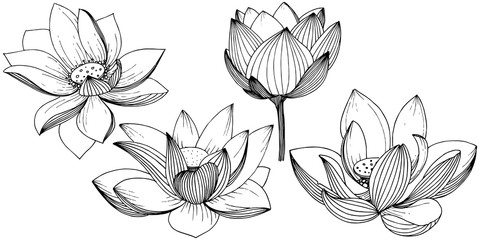 Kwiat lotosu wektor Kwiatowy kwiat botaniczny. Element na białym tle ilustracja. Pełna nazwa rośliny: lotos. Wektorowy wildflower dla tła, tekstury, wzoru opakowania, ramy lub granicy. - 222477935