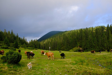 Ukraina, Karpaty Wschodnie - góry Gorgany Środkowe, wypas bydła na Przełęczy Ruszczyna © Iwona