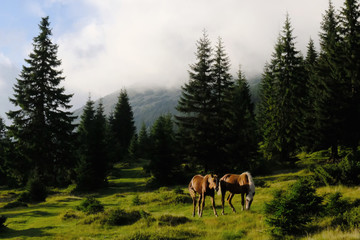 Ukraina, Karpaty Wschodnie - góry Gorgany Środkowe, gniade konie na Przełęczy Ruszczyna