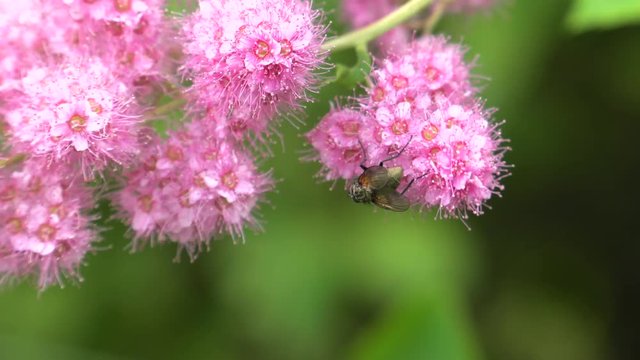 Pink wild flowers grow in a pile. Latin: Spirea densiflora, Spiraea Thale. Bees and flies pollinate flowers. 4K Macro