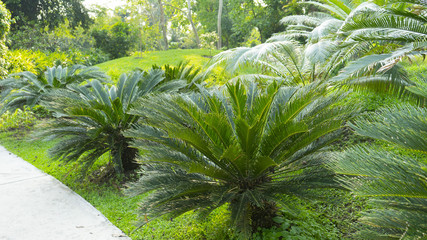 Naklejka premium Cycad scientific name is Cycas circinalis L. Families Cycadaceae.