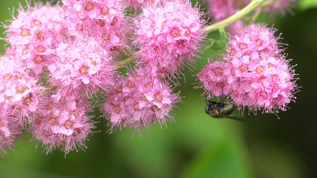 Pink wild flowers grow in a pile. Latin: Spirea densiflora, Spiraea Thale. Bees and flies pollinate flowers. 4K Macro