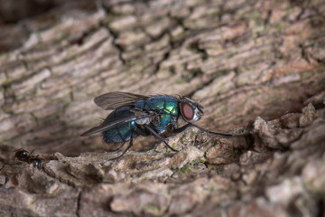 A big green fly on the bark of a tree, drinking tree juice - macro, close-up