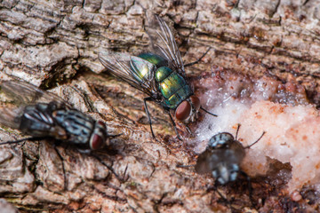 A big green and black flies on the bark of a tree, drinking tree juice - macro, close-up