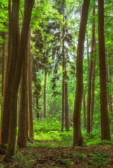 Obraz na płótnie Canvas Landschaft mitteleuropäischer Mischwald mit Tannen und Buchen - Landscape Central European mixed forest with firs and beeches