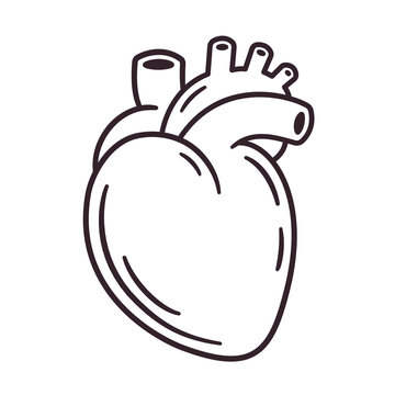 Human Heart Drawing - How To Draw A Human Heart Step By Step-saigonsouth.com.vn