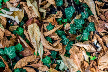 autum coulours background
