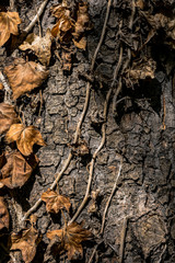 autum coulours background