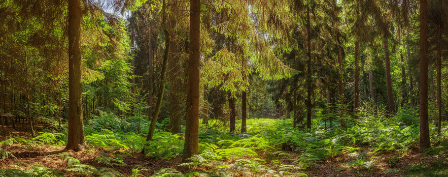 Fototapeta Großes Waldpanorama mit Tannenbäumen und Farn - Large forest panorama with fir trees and ferns