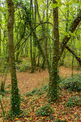 A view of la Fageda d'en Jorda, in la Garrotxa, Spain