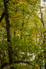 A view of la Fageda d'en Jorda, in la Garrotxa, Spain