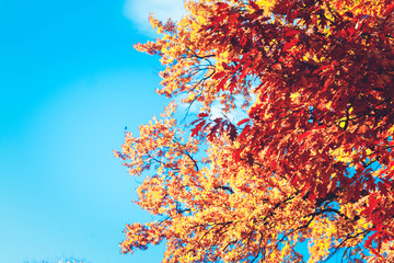 Vibrant fall orange oak tree foliage on blue sky, retro toned