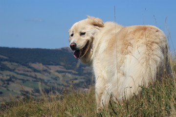 Chien des montagnes