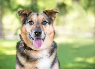 A Shepherd mixed breed dog outdoors with a happy expression